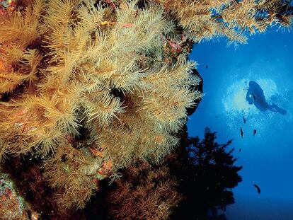 ¿Qué hay en los fondos submarinos de El Hierro además de un volcán a punto de estallar?