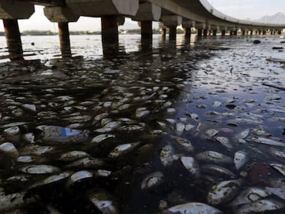 Em fevereiro de 2015, milhares de peixes foram achados mortos na Baia de Guanabara. 