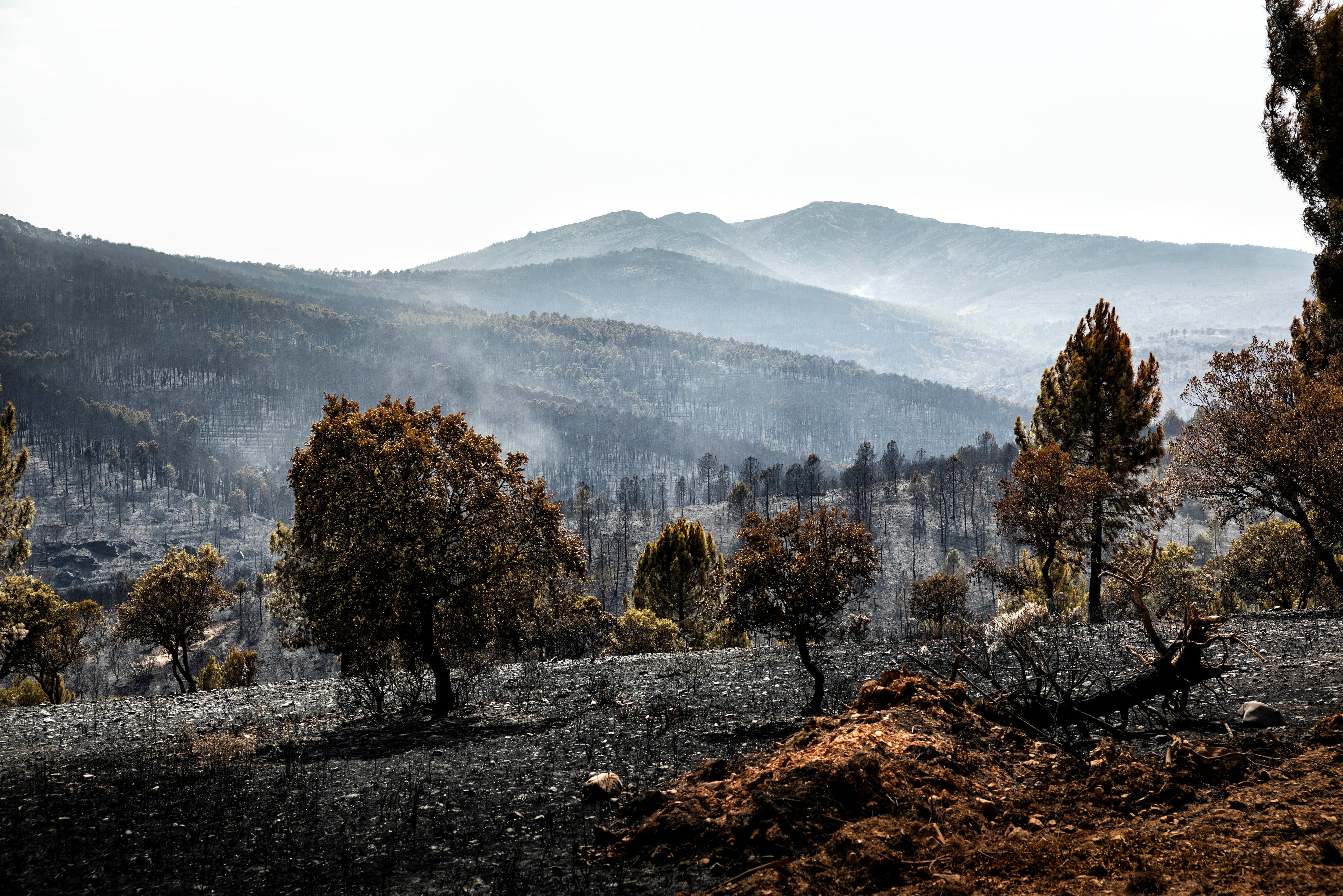 El incendio de Guadalajara entra en fase de “estabilización” tras arrasar más de 32.000 hectáreas