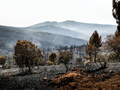 El incendio de Guadalajara entra en fase de “estabilización” tras arrasar más de 32.000 hectáreas