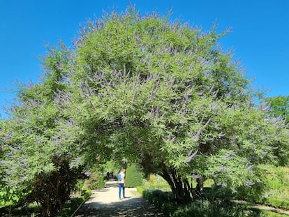 Arbusto sauzgatillo