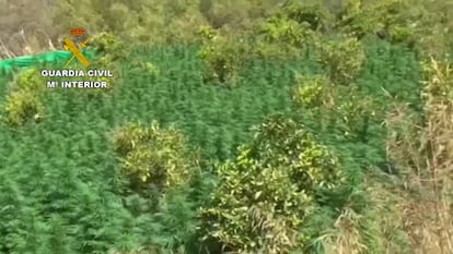 Así se mezclaba la marihuana con los árboles frutales en la plantación de Monda, donde han sido intervenidas 12.100 plantas.