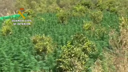 Así se mezclaba la marihuana con los árboles frutales en la plantación de Monda, donde han sido intervenidas 12.100 plantas. 