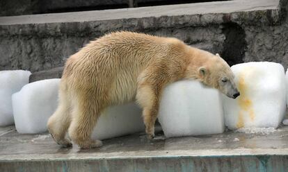 El oso polar Szeriy en el Zoo de Budapest.