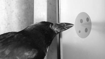 Un cuervo en un experimento matemático de laboratorio.