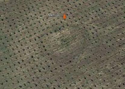 Foto aérea de un enterramiento neolítico de Roza da Lama (ayuntamiento de Abadín), que ha sido arado para una plantación.