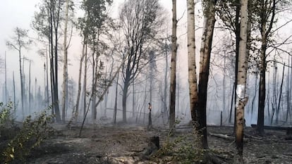 Un bosque de Alaska totalmente calcinado por el fuego, el pasado 18 de agosto. 