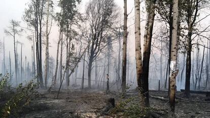 Un bosque de Alaska totalmente calcinado por el fuego, el pasado 18 de agosto.