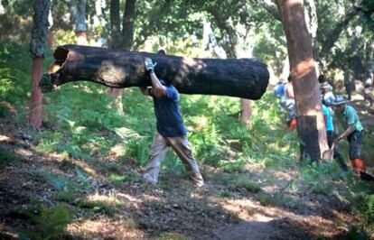 Labores para la saca del corcho en la finca Los Gavilanes en el parque natural de Los Alcornocales, en Cádiz. En la imagen, un porteador transporta una gran pieza de corcho.