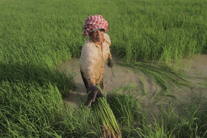 Una campesina trabaja en un campo de arroz, en la localidad de Svay Chek, a las afueras de Phnom Penh (Camboya). 