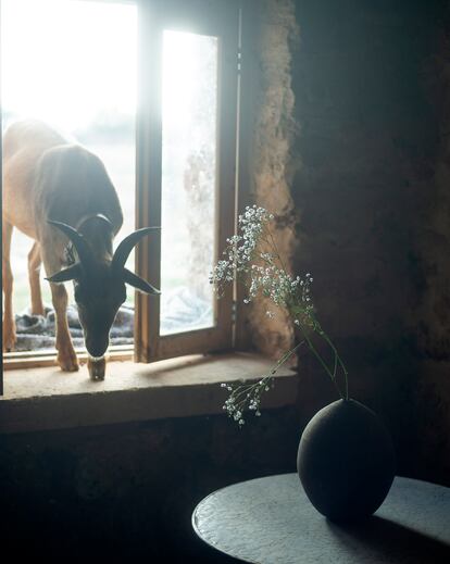 La mascota estrella de la casa, por delante incluso de la perra Tota y del gato Federico, es el cabrito Henry Petit. En esta imagen hace una incursión en la casa por la ventana del estudio de su dueña. La pieza de cerámica es de Roig, y corre peligro.