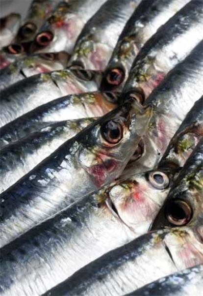 Las sardinas  protegen de las enfermedades cardiovasculares.