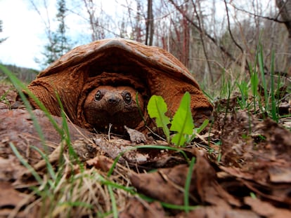 Una tortuga mordedora manchada de tierra, en un parque nacional de Minnesota (EE UU) en 2014.