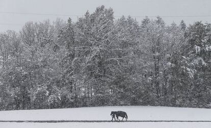 Un hombre camina junto a su caballo entre un paisaje nevado en Gnadenwald (Austria).