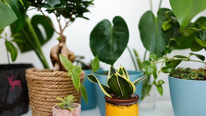 There has been a lot of debate over how indoor plants affect oxygen levels.