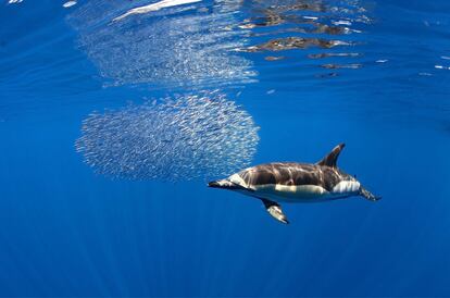 ¿Delfines? Incontables. En las Islas existen Zonas de Especial Conservación de la Red Natura 2000, así como diferentes leyes y convenios que protegen a todos estos animales marinos.