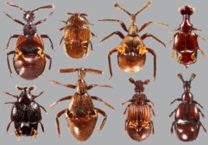 Actualmente existen más de 370 especies de escarabajos 'Clavigeritae' y es probable que muchas más aguarden su descubrimiento.
