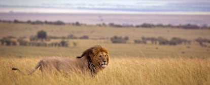 Un león en la reserva natural de Masái Mara.