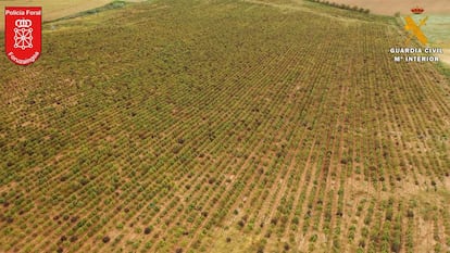 Vista de la finca de Artajona con plantas de cáñamo.