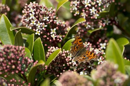 Una mariposa entre las flores de un jardin en Walkden, al norte de Inglaterra.
