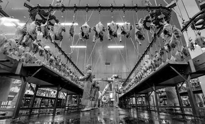 Trabajadores de una planta industrial de pollos en Xinjiang (China).