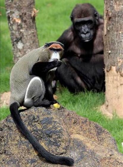Un gorila y un cercopiteco de Brazza en el espacio Bai del África Ecuatorial del Bioparc de Valencia