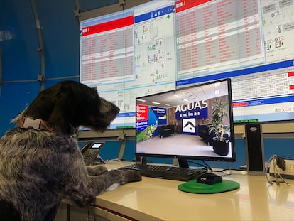 Suki, primera perrita en Latinoamérica en detectar fugas de agua.