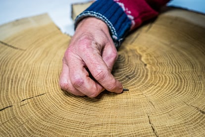 Muestra de un tronco de Quercus pyrenaica