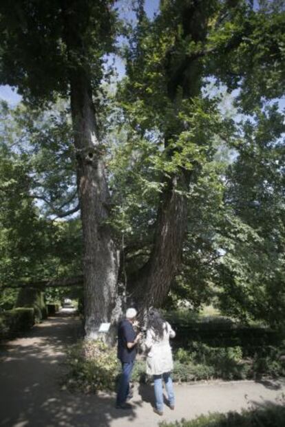 Pantalones, en el jardín botánico, 225 años.