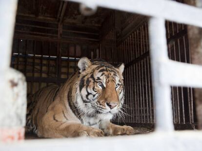 Un tigre de circo que ha sido donado a un centro de recuperación de animales salvajes en Valencia.
