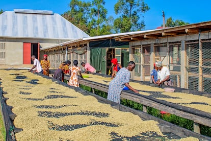 Trabajadoras en un patio de café en el distrito de Sironko clasifican granos de café en camas de secado elevadas. Los granos se extienden sobre bastidores de malla fijados a una estructura de hormigón, parte del centro de procesamiento donde se manipula el café Kalaa Mugosi, el 14 de junio de 2024.