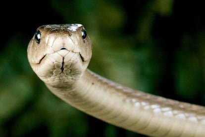 Primer plano de una mamba negra (&#039;Dendroaspis polylepis&#039;), una de las serpientes m&aacute;s peligrosas de &Aacute;frica, a las que daba caza C. J. P. Ionides. 