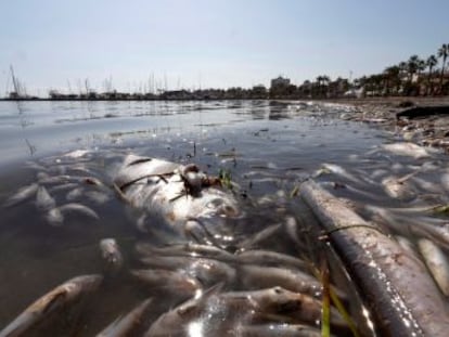 El Gobierno de Murcia achaca la mortandad a la reciente gota fría, mientras que los ecologistas denuncian el deterioro de la zona