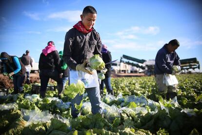 Migrantes mexicanos recoge lechugas en California