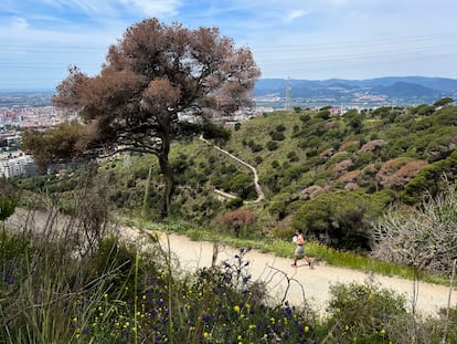 Árboles secos en la carretera de las Aiguas en Collserola.