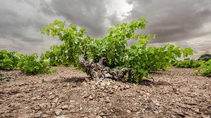 Cepa de la variedad airén en los viñedos de #garagewine, en Quintanar de la Orden.
