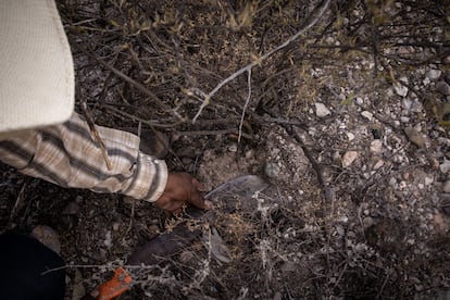 Un hombre wixárika recoge un peyote en el desierto.