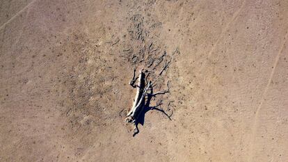 Un árbol muerto por la sequía en la propiedad del agricultor Tom Wollaston en Nueva Gales del Sur (Australia).