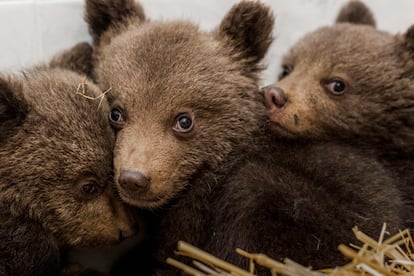 Tres cachorros de oso tras ser rescatados de las montañas Ródope, cerca de Belitsa (Bulgaría), el 22 de abril de 2018.