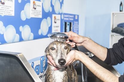 La perra Nube, de raza galga, recibe un baño por su dueño en el autolavado LimpiaDog, en el barrio del Pilar. El coste para este servicio es de los más baratos: ocho minutos de agua del grifo por cinco euros.