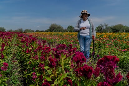 Genoveva entre filas de flores de cempasúchil y de "manita de león".