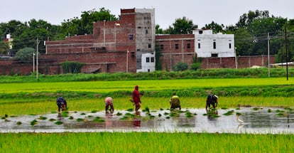 Varias mujeres recogen arroz de las plantaciones en Lakhapur, el 5 de agosto de 2024. Son las intocables tambin conocidas como dalits, el pelda?o ms bajo en el sistema de castas que, a pesar de su prohibicin oficial, an rige en la sociedad india. Tienen, desde que nacen, una vida de marginacin, exclusin y violaciones de derechos humanos. Una de ellas es el matrimonio infantil, explica Agustn Pniker, editor y escritor espa?ol especializado en cultura de la India. 
Ser una mujer dalit significa trabajar todas las horas del da para conseguir los recursos diarios. Desde la infancia estn destinadas a casarse, cuidar del hogar y de sus hijos.
No pueden estudiar, no tienen apenas libertades y muchas son maltratadas por sus maridos las tasas de violencia de gnero en la aldea son muy altas de quienes dependen para todo.