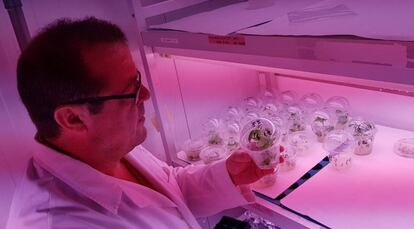 Antonio Granell inspecciona los brotes de plantas de tomate editadas con CRISPR.