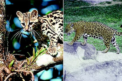 De izquierda a derecha, margay y jaguar.