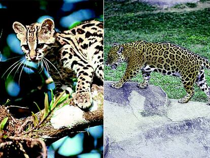 De izquierda a derecha, margay y jaguar.