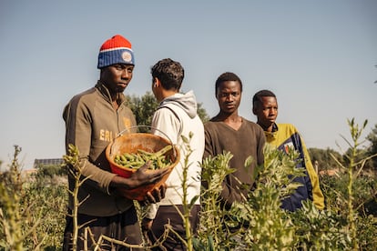 Jóvenes migrantes de África subsahariana que trabajan en el campo