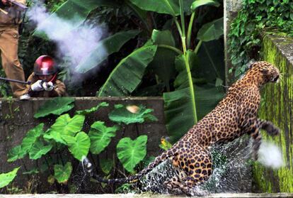 El leopardo trata de huir de la zona de cultivo, mientras es disparado por un guardia forestal.