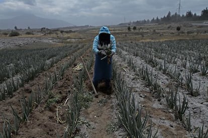 Un campo de cultivo cubierto por la ceniza en Machachi, cerca el volcán Cotopaxi.