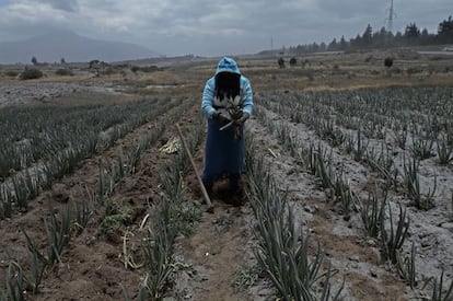 Un campo de cultivo cubierto por la ceniza en Machachi, cerca el volc&aacute;n Cotopaxi.