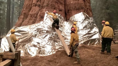 Bomberos cubren con aluminio una secuoya, este viernes en el Parque Nacional de las Secuoyas.